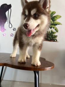 husky puppy