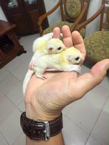 sugar glider