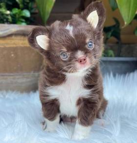 CHIHUAHUA PUPPIES T178🌷 Head Apple Boy-Girl