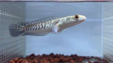 Ikan Channa Maru Fish Yellow Sentarum (YS2)