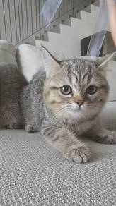 BSH Female