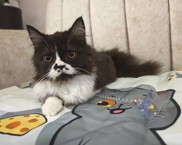 male kitten 4 mth