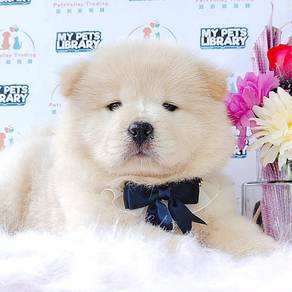 CHOW Chow