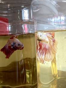 Betta Fish Thailand
