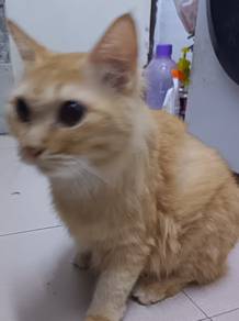 cats for adoption 