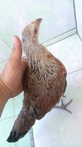 ayam hutan jalak