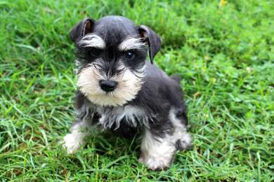 O1299 Mini Schnauzer puppies #mka