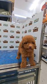 Toy Poodle tiny Poodle KL Pet Shop can visit first