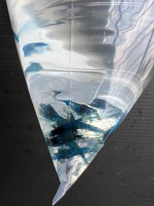 blue diamonda shrimps healthy live.