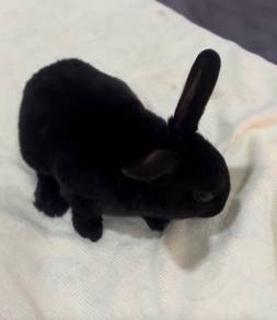 Minirex rabbit