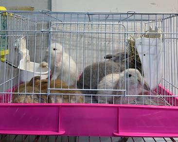 Holland lop