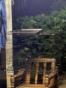 sangkar kucing