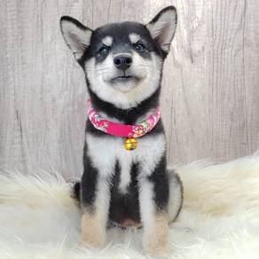Shiba