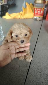 shizu poodle