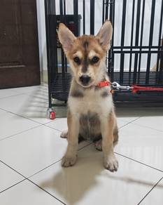 husky 