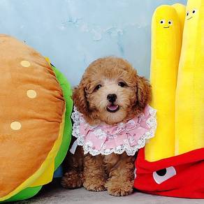 Poodle