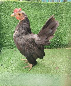 anak ayam serama 