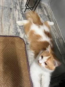 kucing muchkin