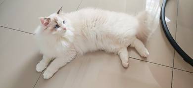 Ragdoll cat