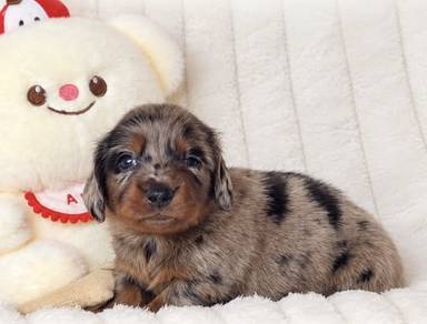 MINIATURE DACHSHUND Puppies VIP56🐻Dappled~Luxury