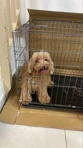 toy poodle