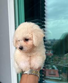 Cute, fluffy & adorable Maltipoo puppies available