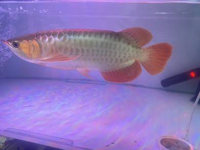 Arowana