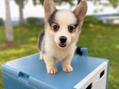 Welsh Corgi Puppy Tri Color Girl