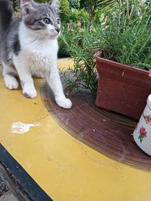 Kucing