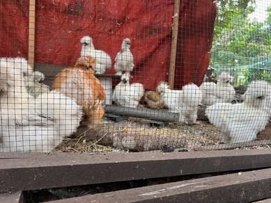 ayam silkie ,silkie chicken