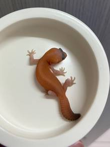 African fat tail gecko