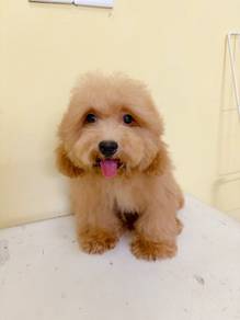 Maltipoo female 4 months old Maltese mix poodle