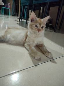 Anak Kucing untuk dijual‼️