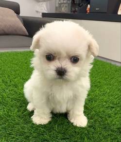 Shortlegs Shihpoo