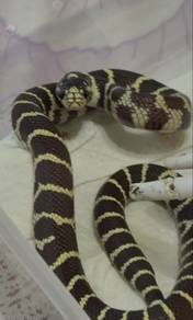 King Snakes