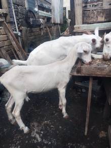 kambing 