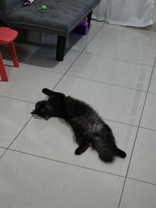 Persian Mix Female Cat 1+ Year