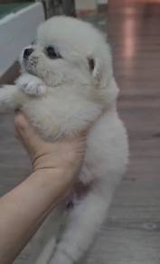 Shih Tzu mix Pomeranian Shihpom Male female
