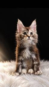 Maine Coon