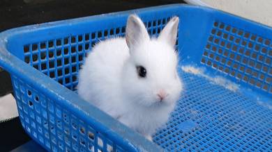 netherland dwarf