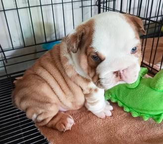 ENGLISH BULLDOG PUPPIES EB416🐻 BullDog Available