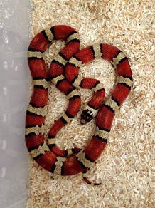 Thayer's Kingsnake / Ular