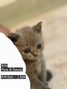 British Shorthair BSH Blue Kitten