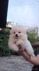 Mini Pomeranian