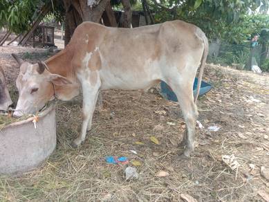 lembu haji 2ekor buko 2950..