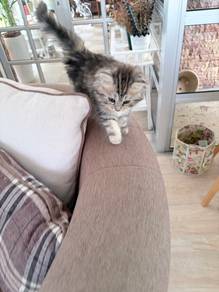 Kitten