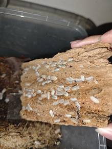 isopods