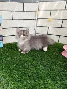 Kimkalow munchkin kitten