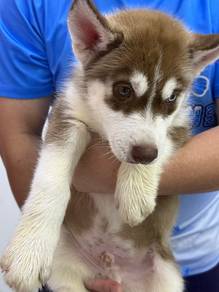 Siberian Husky