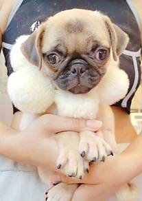 Pug